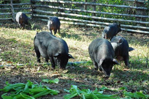 国产黑猪五花好用吗视频